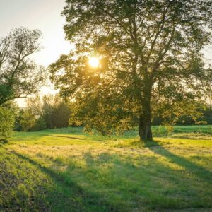 Sunset in a park