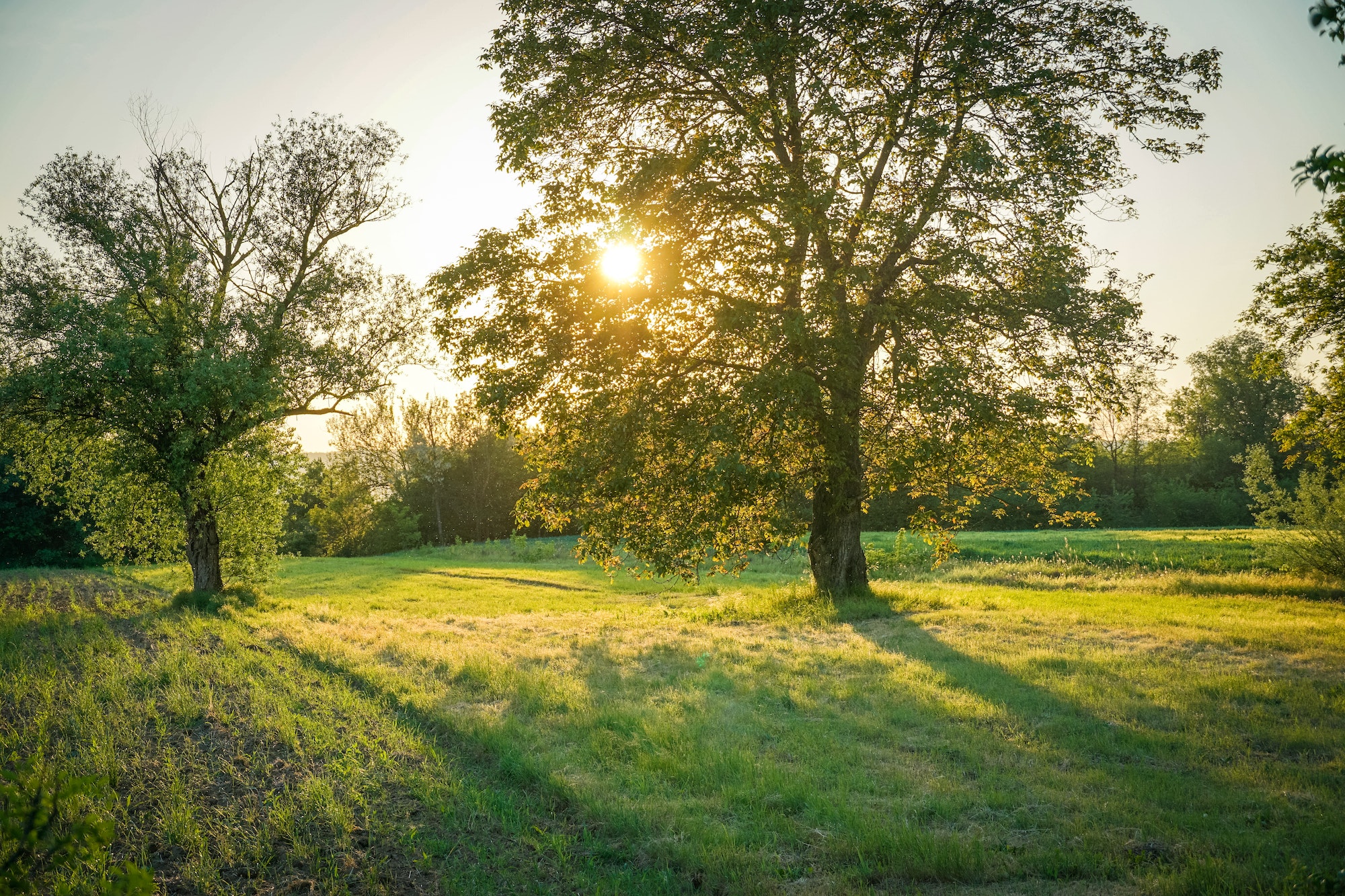 Sunset in a park